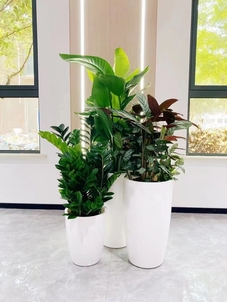 价格实惠的余姚绿化养护，为你的环境增添生机！